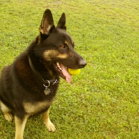 Meet your Posher, Bobbi - Picture 1 of 1